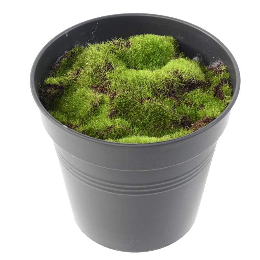 MOSS TOP DRESSING