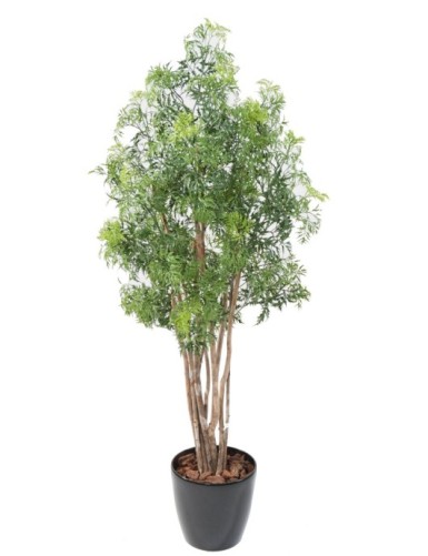 ARALIA MING NITIDA EN MACETA