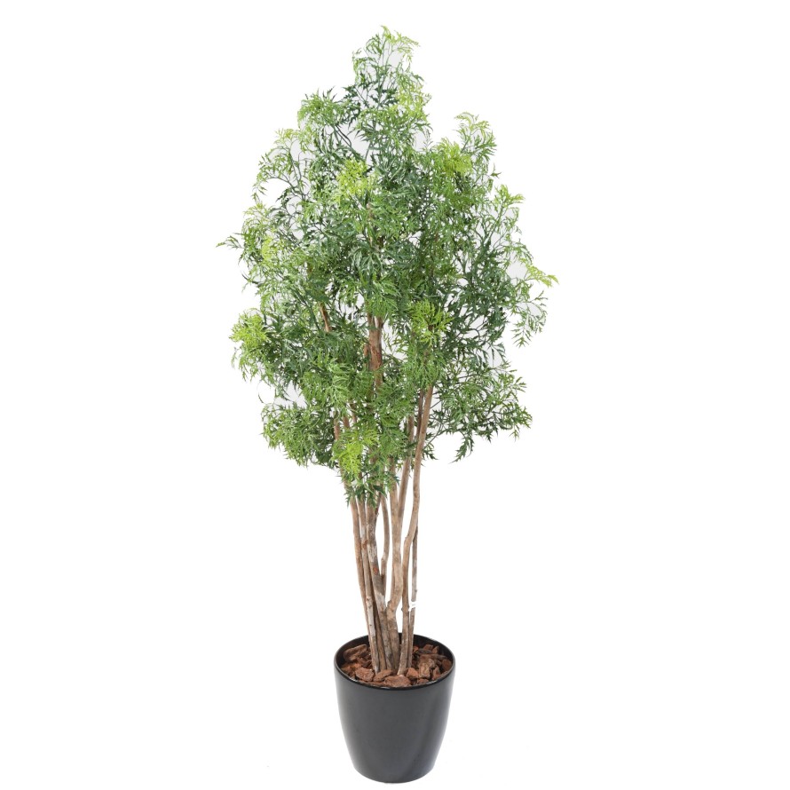 ARALIA MING NITIDA EN MACETA