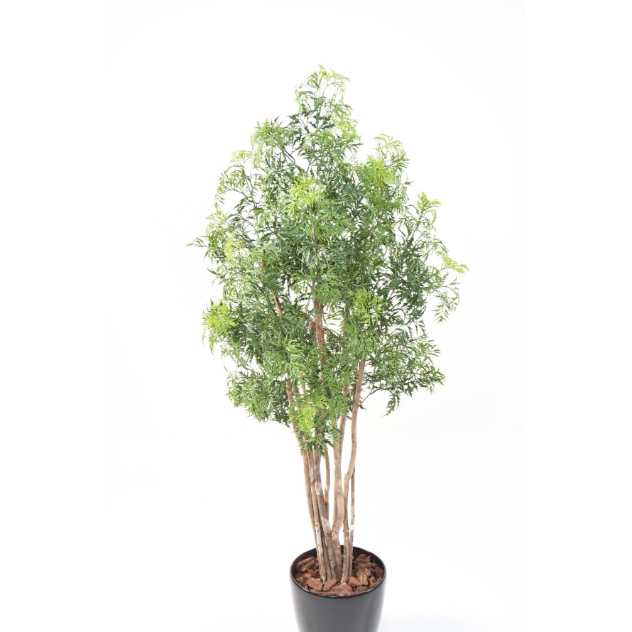 ARALIA MING NITIDA EN MACETA