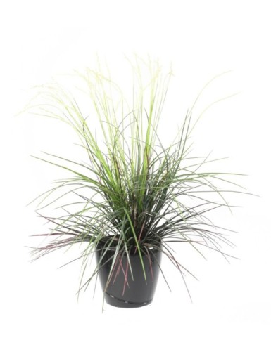 GRAMÍNEA MATA NEW EN MACETA