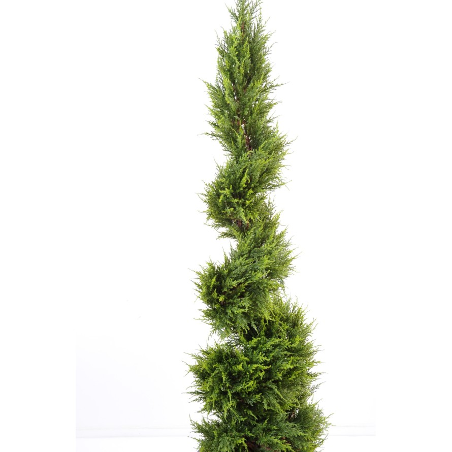 ZYPRESSE JUNIPERUS SPIRALE FEIN