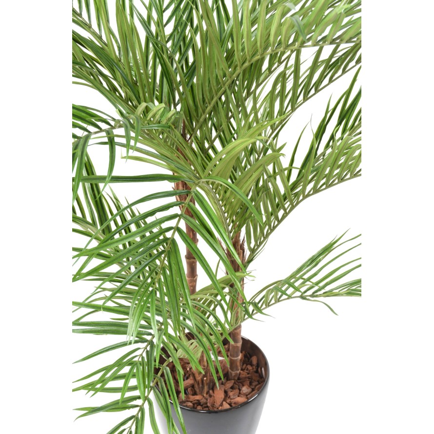 PALMERA ARECA*3 EN MACETA