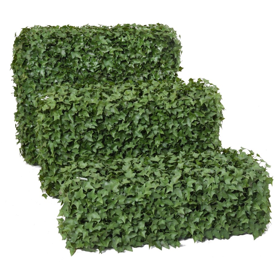 IVY HEDGE UV