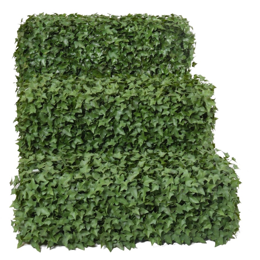 IVY HEDGE UV
