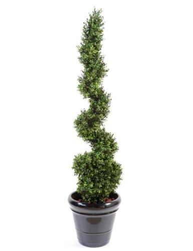 BUCHSBAUM NEW FEINE SPIRALE