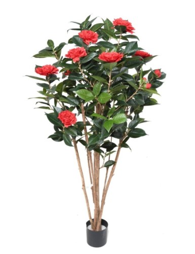 CAMELIA JAPONICA DOBLE NEW