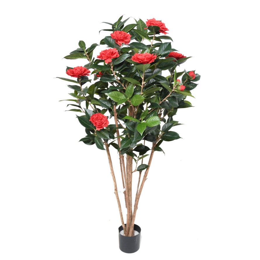 Kamelie JAPONICA DOUBLE NEW