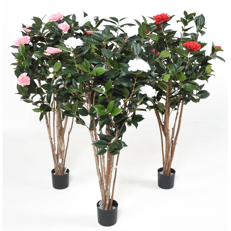 Kamelie JAPONICA DOUBLE NEW