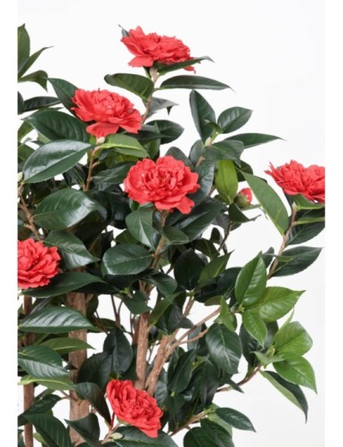 CAMELIA JAPONICA DOBLE NEW