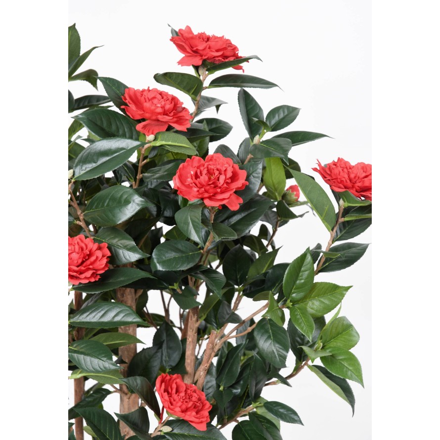 Kamelie JAPONICA DOUBLE NEW