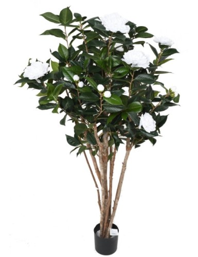 CAMELIA JAPONICA DOBLE NEW