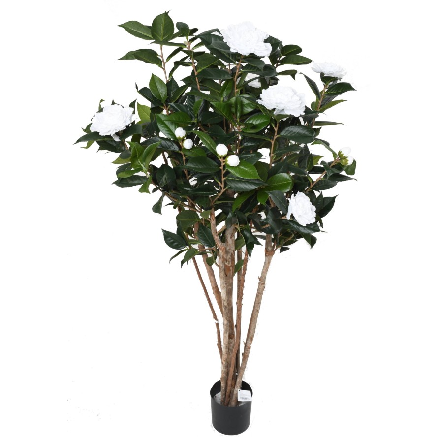 Kamelie JAPONICA DOUBLE NEW