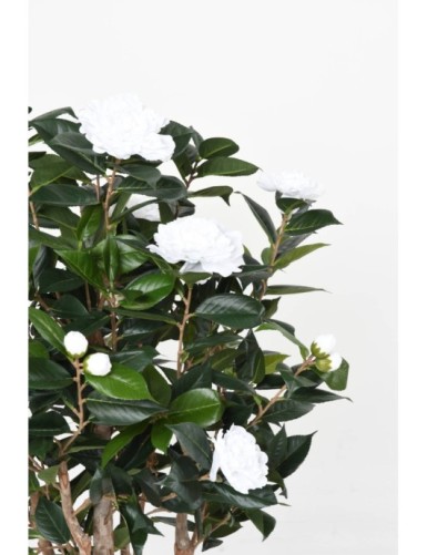CAMELIA JAPONICA DOBLE NEW