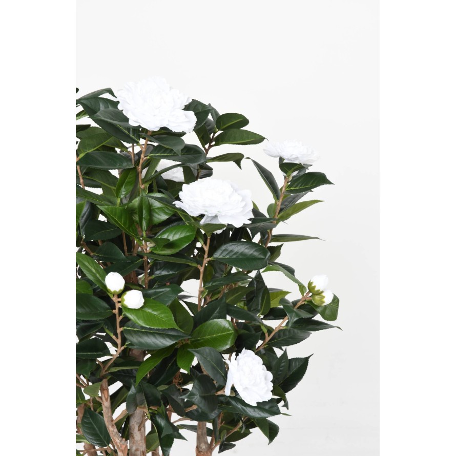 CAMELIA JAPONICA DOBLE NEW