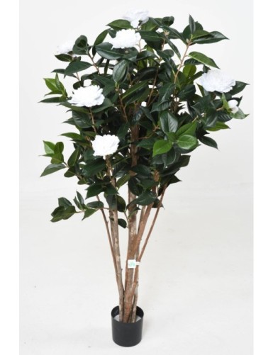 CAMELIA JAPONICA DOBLE NEW