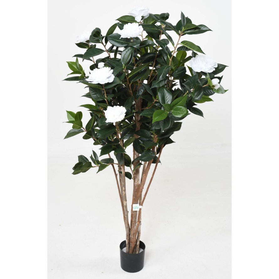 Kamelie JAPONICA DOUBLE NEW