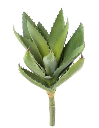 ALOEVERA 12