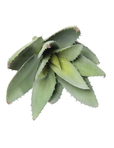 ALOEVERA 12