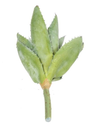 ALOEVERA 12