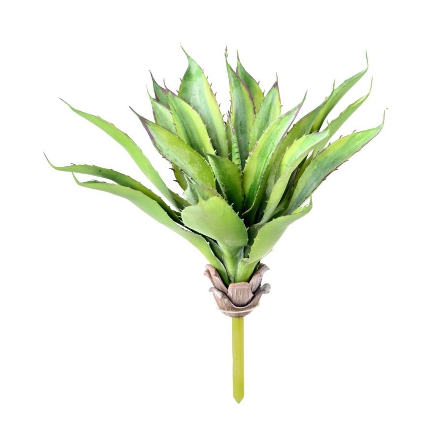 ALOE 34