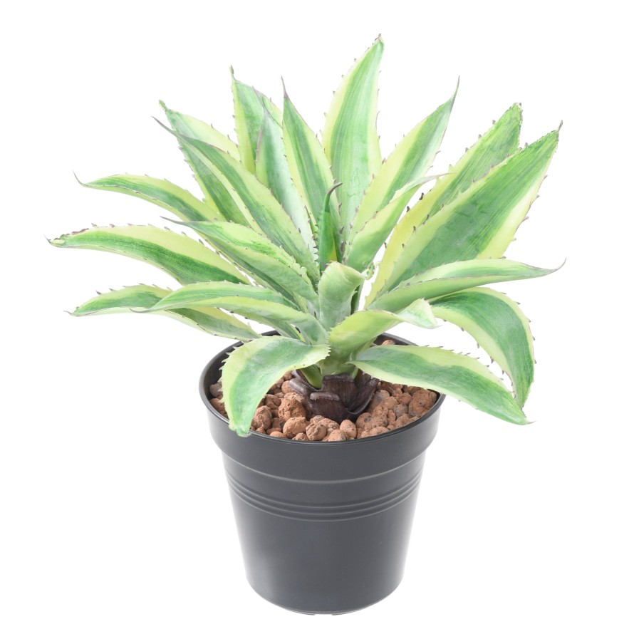 ALOE 34