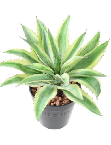 ALOE 34