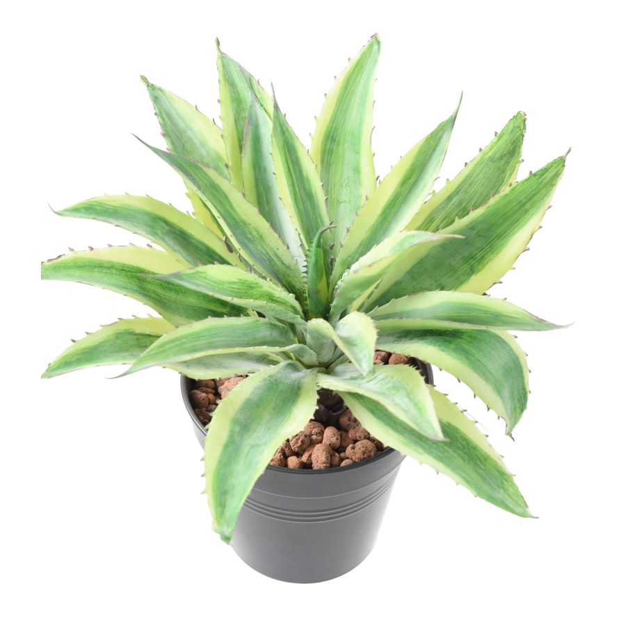 ALOE 34