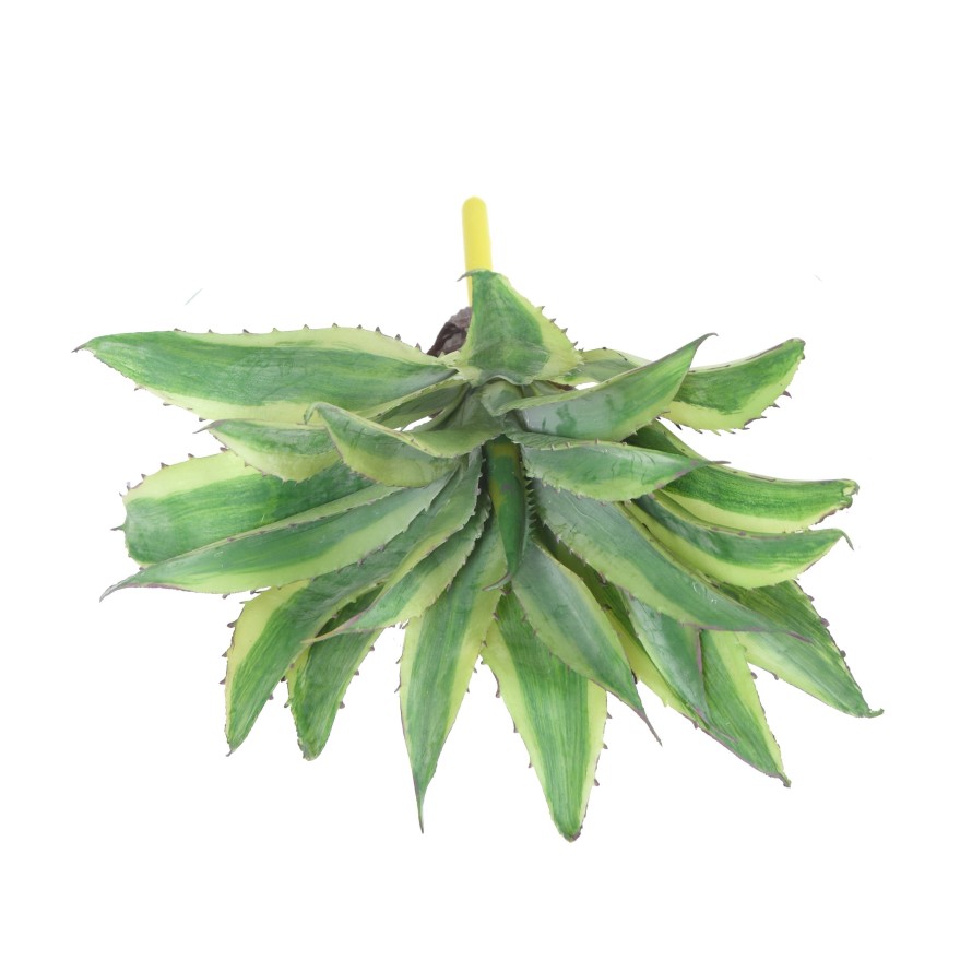 ALOE 34