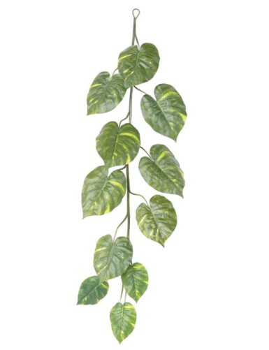 POTHOS GIGANTE GUIRNALDA