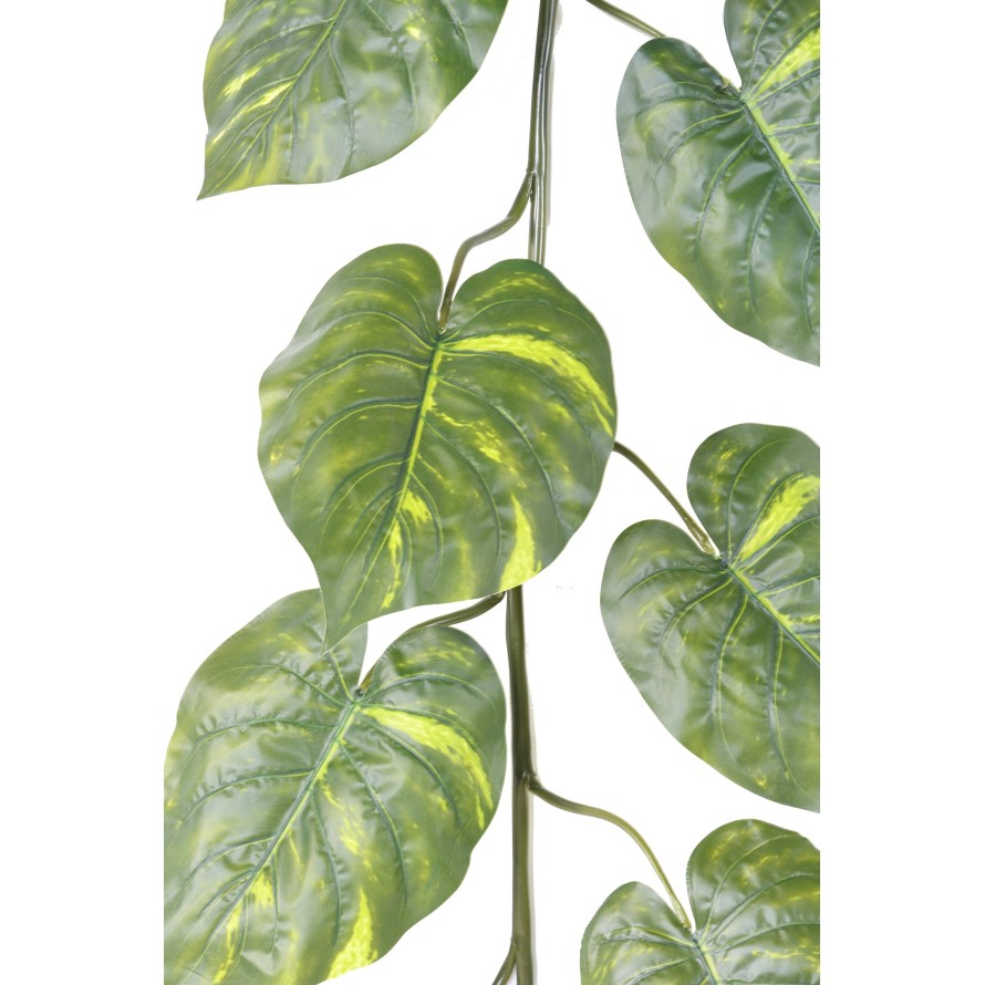 POTHOS GIANT GIRLANDE