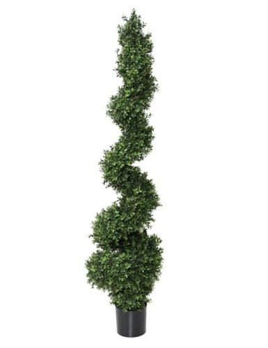 BUCHSBAUM NEW FEINE SPIRALE