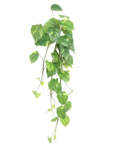 POTHOS COLGANTE LARGE
