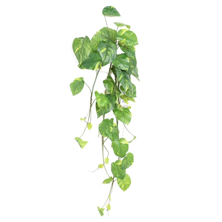POTHOS COLGANTE LARGE