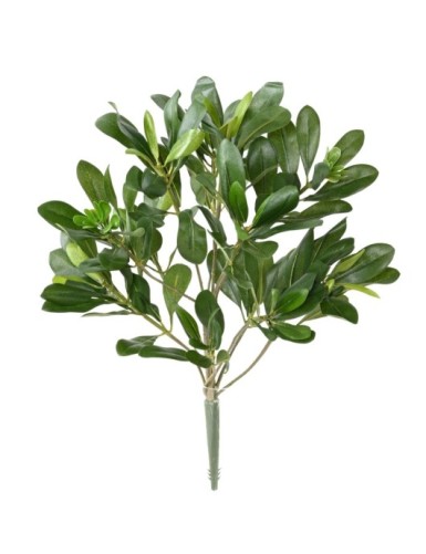 PITTOSPORUM PFLANZE 38