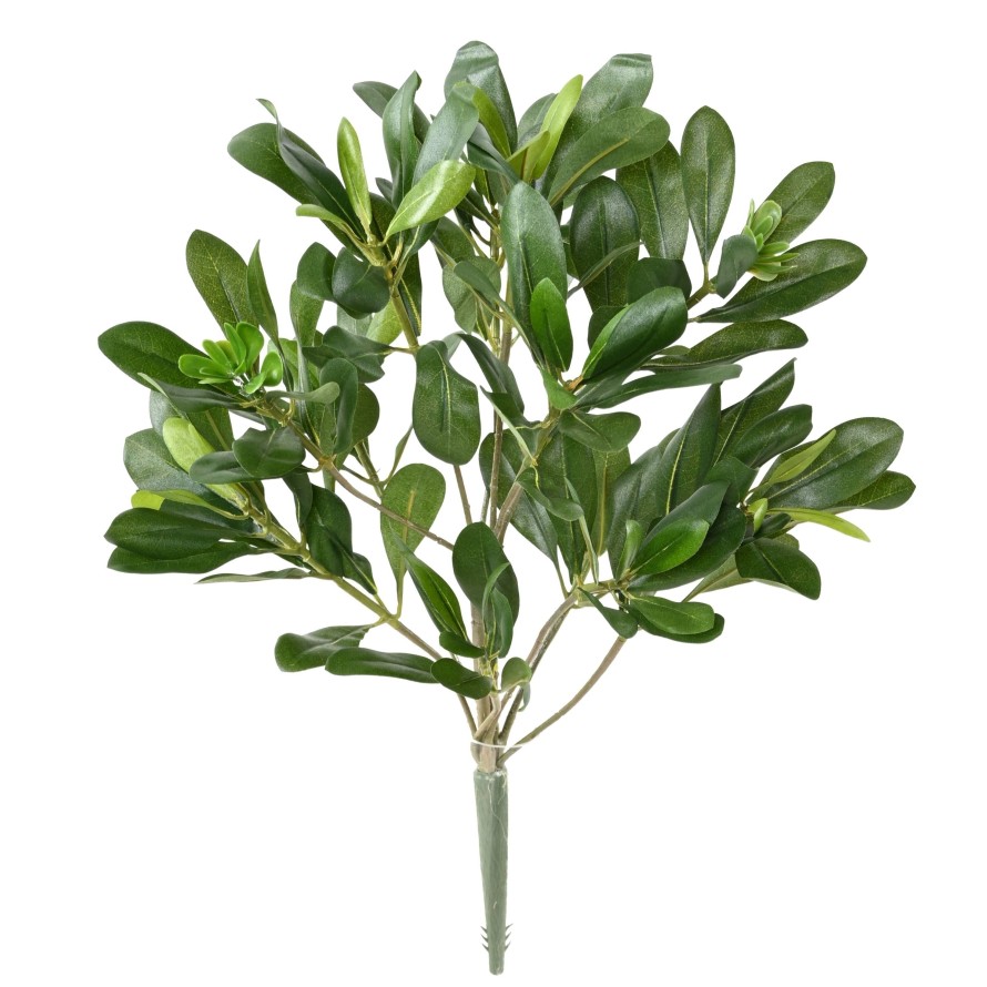 PITTOSPORUM PLANTA 38