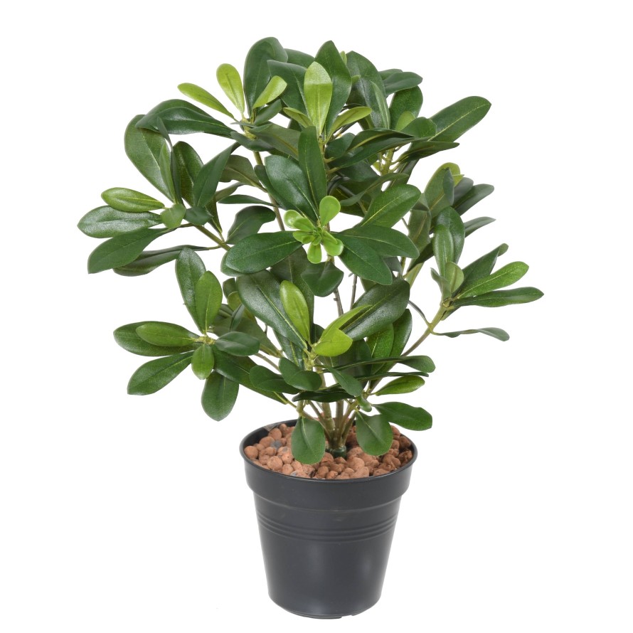 PITTOSPORUM PFLANZE 38