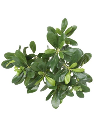 PITTOSPORUM PFLANZE 38
