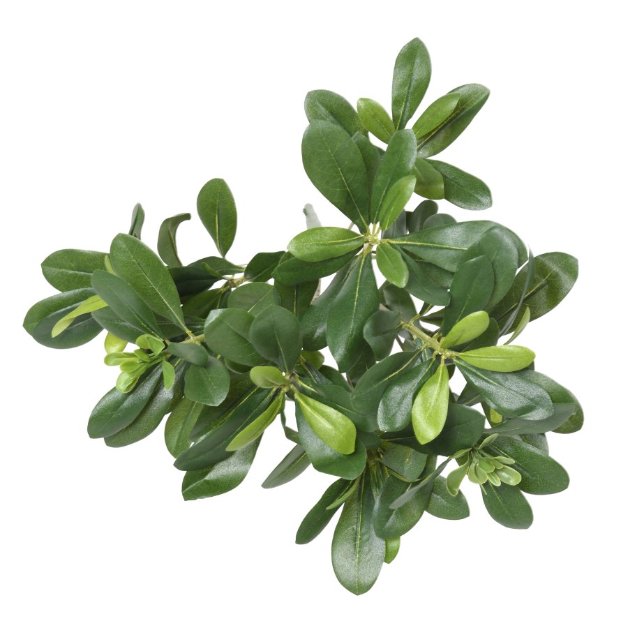 PITTOSPORUM PFLANZE 38