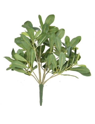 PITTOSPORUM PLANTA 38