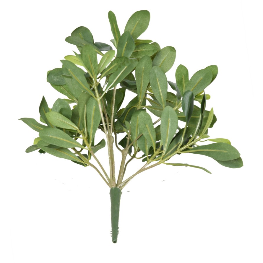 PITTOSPORUM PFLANZE 38