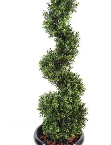 BUCHSBAUM NEW FEINE SPIRALE