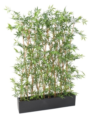 BAMBÚ JAPONÉS SETO EN...