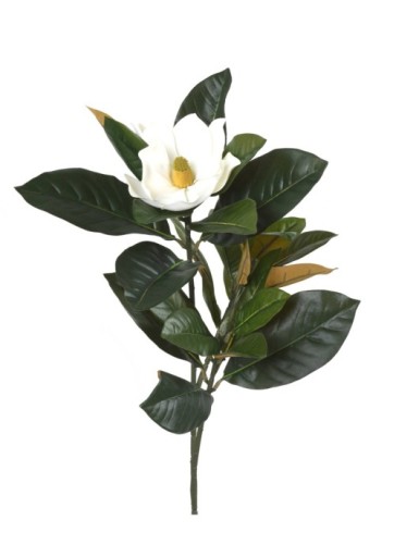 MAGNOLIE ZWEIG