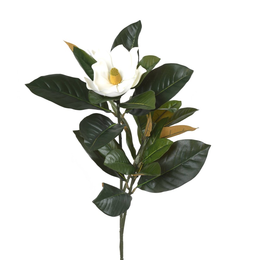MAGNOLIE ZWEIG