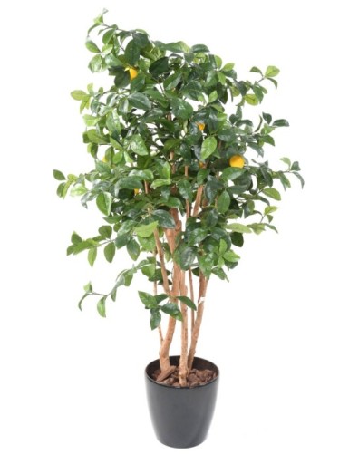 LIMONERO NEW EN MACETA