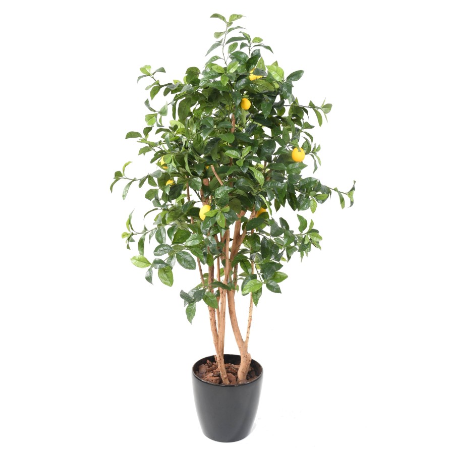 ZITRONENBAUM NEW IN BOLL