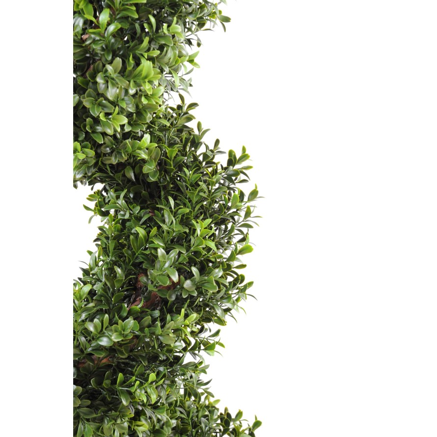 BUCHSBAUM NEW FEINE SPIRALE