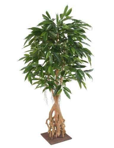 FICUS ROOT LONGIFOLIA