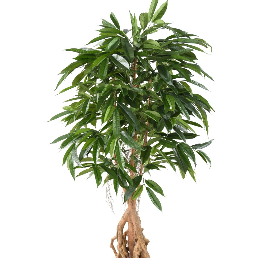 FICUS ROOT LONGIFOLIA